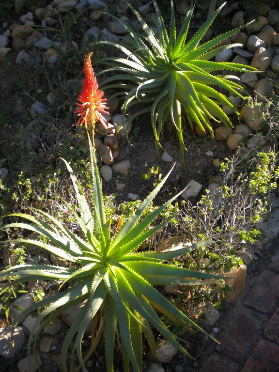 22 Julia B&B Plettenberg Bay Exterior foto
